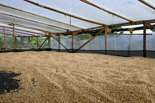 Kaffeekirschen auf Trockenbett – sanfte Natural-Aufbereitung für entkoffeinierten Specialty Coffee