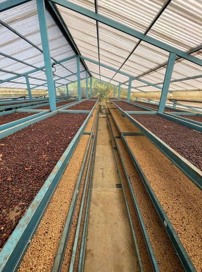 Kolumbien – Hacienda El Rodeo Gesha Lot 73 | Natural (Double Lactic)