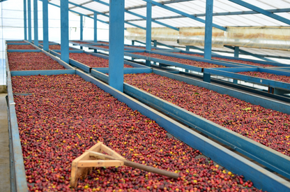 Kolumbien – Hacienda El Rodeo Gesha Lot 73 | Natural (Double Lactic)