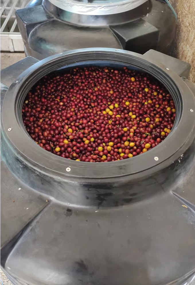 Kolumbien – Hacienda El Rodeo Gesha Lot 73 | Natural (Double Lactic)