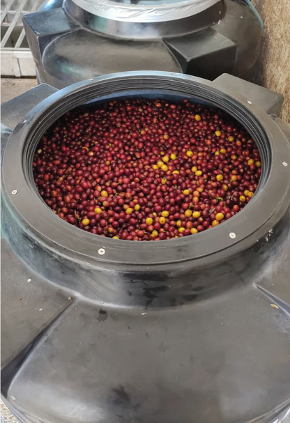 Kolumbien – Hacienda El Rodeo Gesha Lot 73 | Natural (Double Lactic)