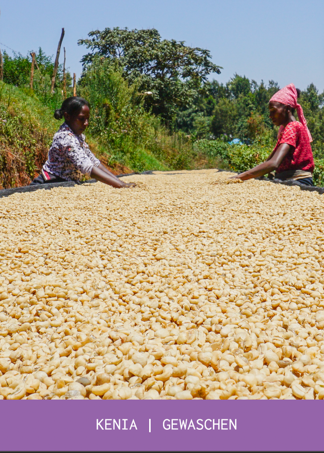 Kenia Limited Edition