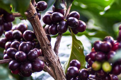 Weihnachtskaffee (Guatemala)