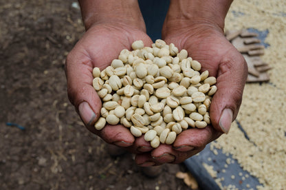 Weihnachtskaffee (Guatemala)